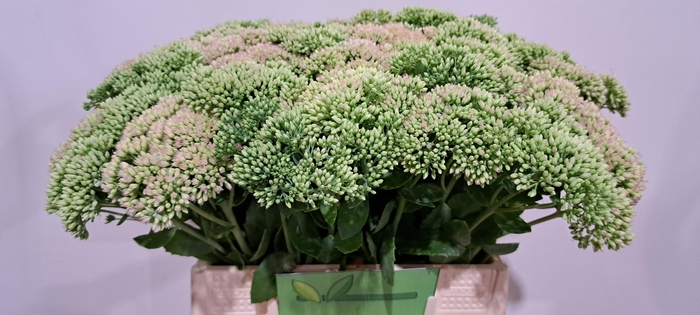 <h4>SEDUM SPECTABILE</h4>