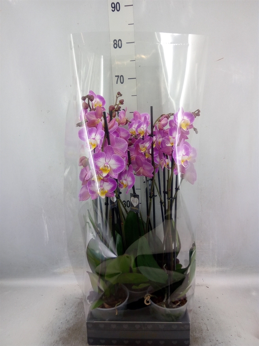 <h4>Phalaenopsis  'Ant Split'</h4>