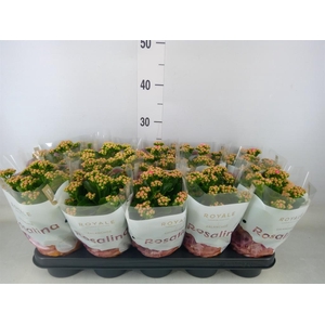 Kalanchoe blos. 'RosDon Nando'