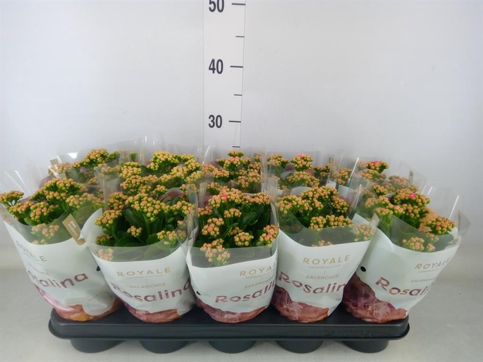 <h4>Kalanchoe blos. 'RosDon Nando'</h4>