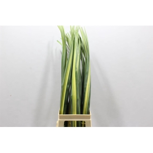 Pandanus Small