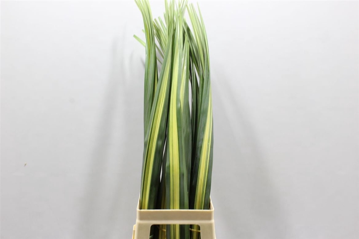 <h4>Pandanus Small</h4>