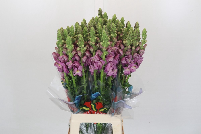 <h4>Antirrhinum Potomac Lavender</h4>