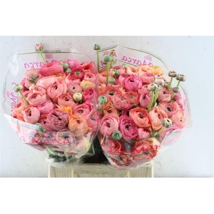 Ran Kloon Prima Tropical