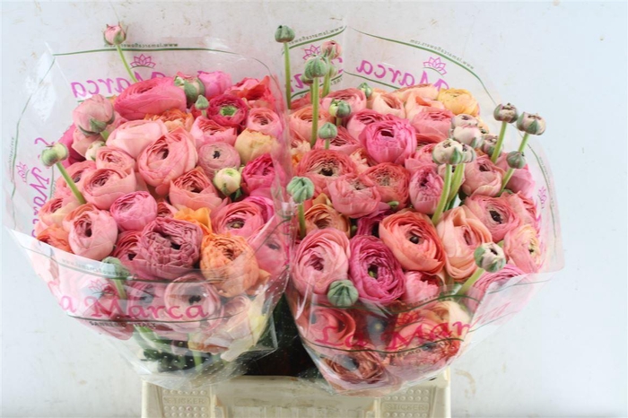 <h4>Ran Kloon Prima Tropical</h4>