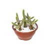 CACTUS RABO DE GATO C21