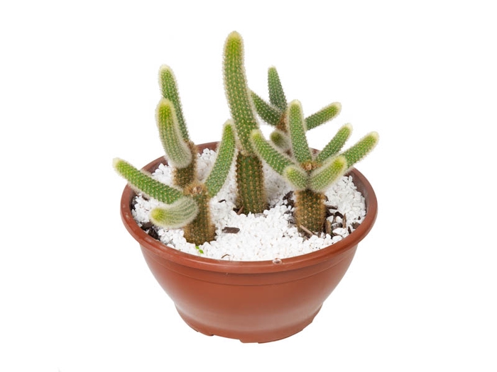 <h4>CACTUS RABO DE GATO C21</h4>