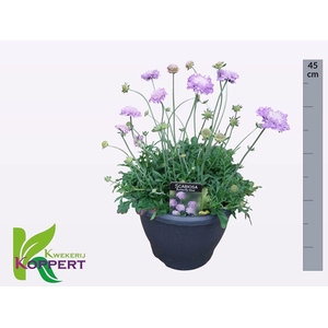 SCAB CO BUTTERFLY BL