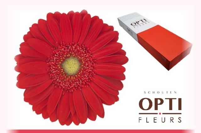 <h4>GE GR CARAMBOLE</h4>