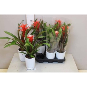 ARR BROMELIA