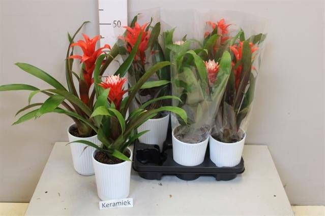 <h4>ARR BROMELIA</h4>