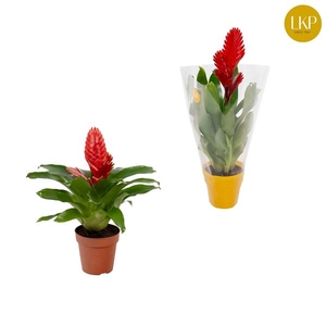 Vriesea 'Christiane'