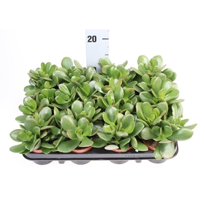 Crassula ovata