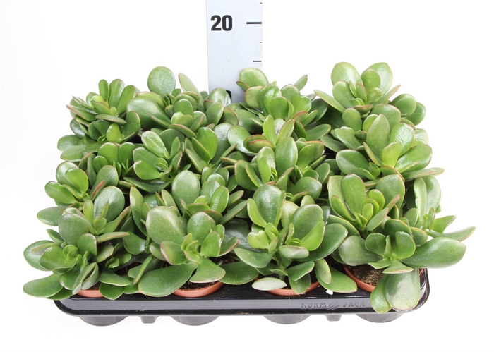 <h4>Crassula ovata</h4>