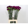 Dianthus St Yukari Violet