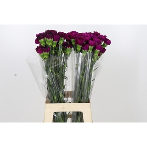 Dianthus St Yukari Violet
