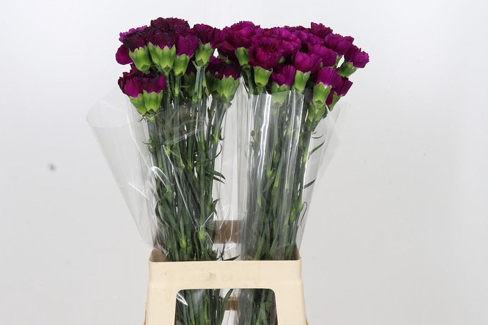 <h4>Dianthus St Yukari Violet</h4>