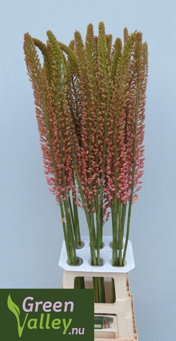 <h4>EREMURUS OASE</h4>