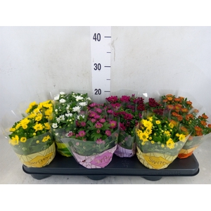 Chrysanthemum  'Swifty'  ...mix