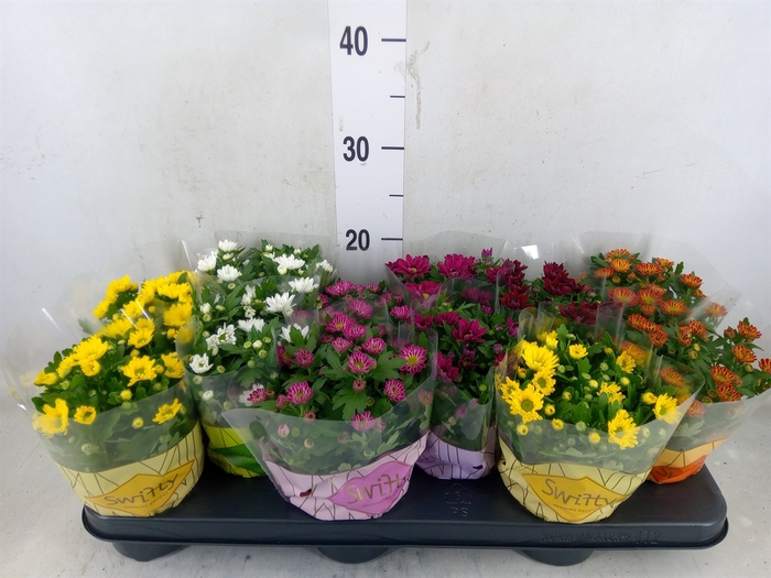 <h4>Chrysanthemum  'Swifty'  ...mix</h4>