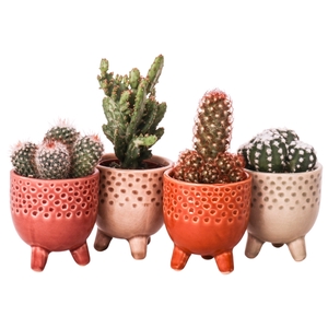 Cactus mix 5,5 cm in Qena sierpot