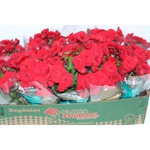 BEGONIA BALADIN P11