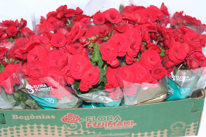 <h4>BEGONIA BALADIN P11</h4>