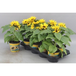 !! PROMO !! HELIAN SUNSATION P13