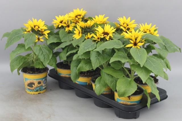 <h4>!! PROMO !! HELIAN SUNSATION P13</h4>