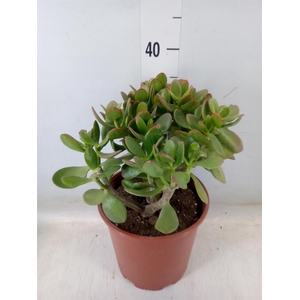 Crassula ovata 'Sunset'