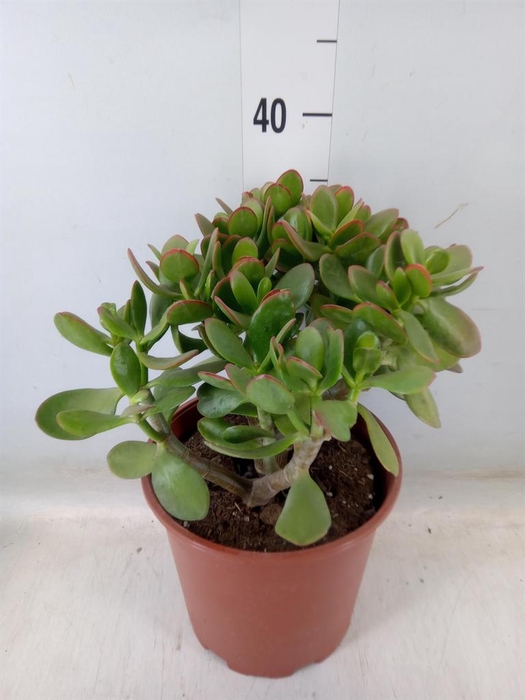 <h4>Crassula ovata 'Sunset'</h4>
