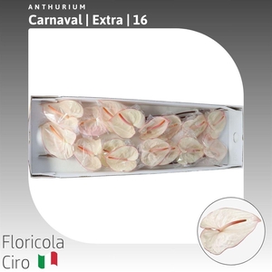 Anthurium Carnaval