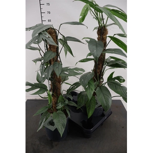 Epipremum 17cm. P. Cebu Bue