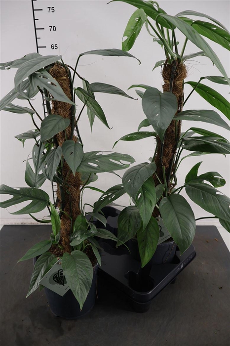 <h4>Epipremum 17cm. P. Cebu Bue</h4>