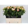 Paeonia Colonel Owen Cousins