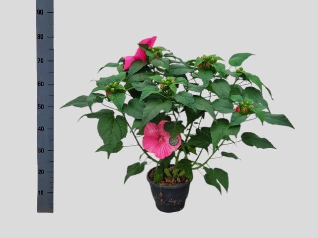 <h4>HIBISCUS M EX H P IM</h4>