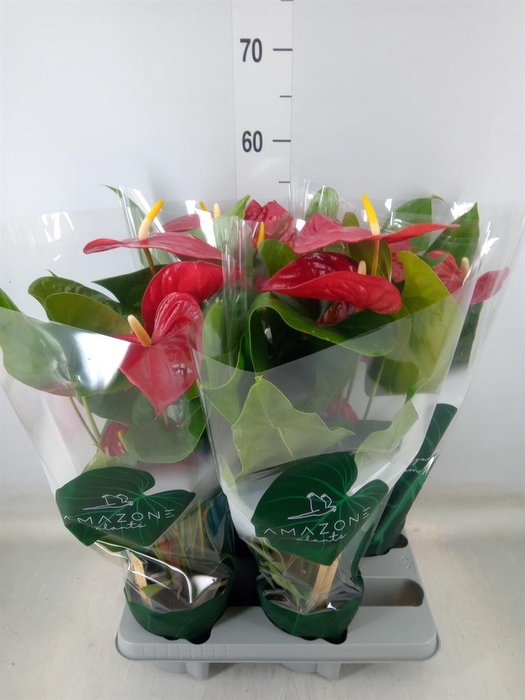 <h4>Anthurium andr. 'Nevada'</h4>