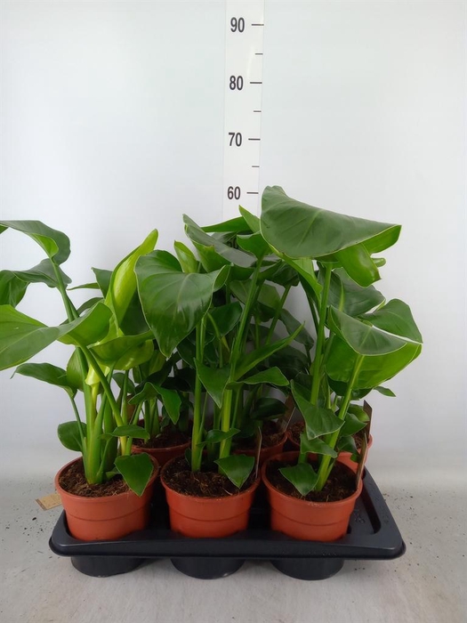 <h4>Strelitzia nicolai</h4>