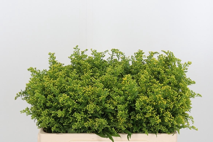 <h4>Soli Carzan Glory</h4>