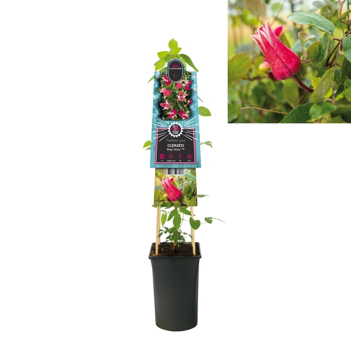Clematis King's Glory PBR 3.0 label