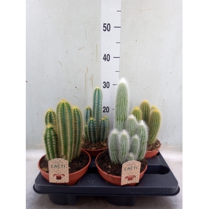 Cactus   ...mix