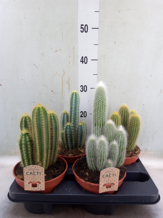 <h4>Cactus   ...mix</h4>