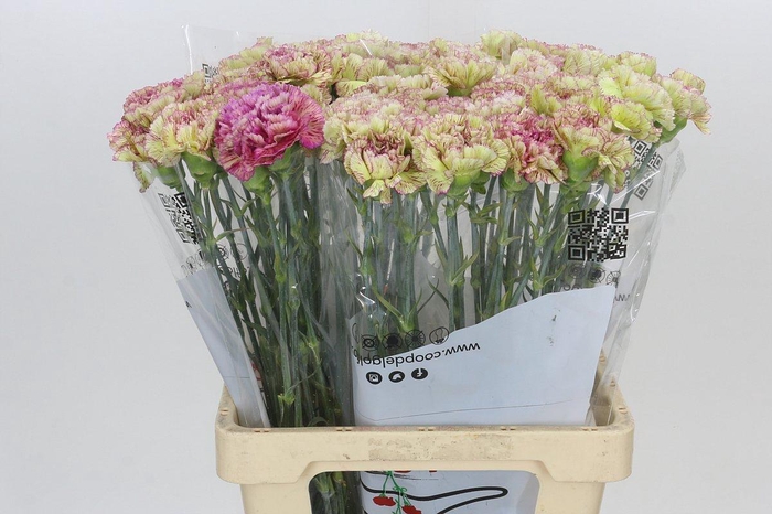 <h4>Dianthus St Lady Sheen</h4>
