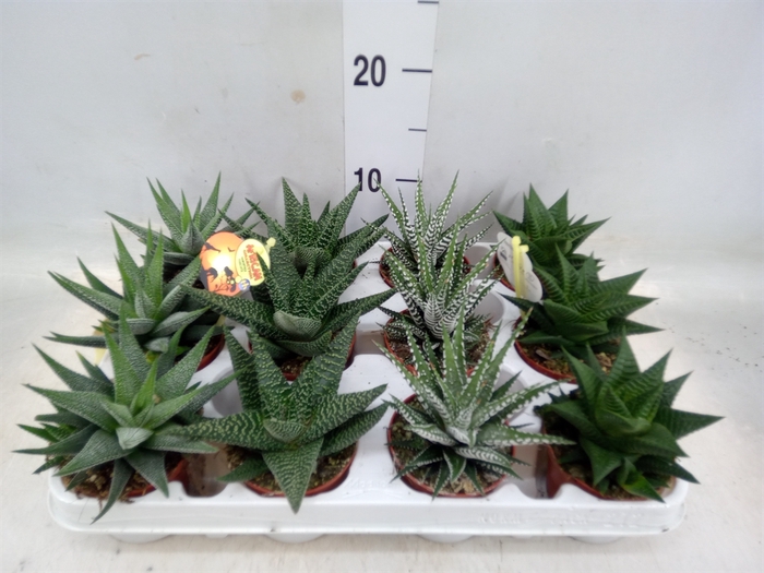 <h4>Haworthia   ...mix</h4>