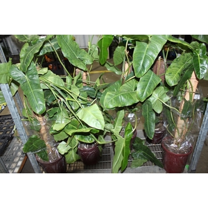 PHILODENDRON PARAISO VERDE P23