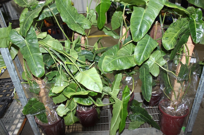 <h4>PHILODENDRON PARAISO VERDE P23</h4>