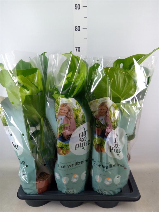 <h4>Monstera delic.</h4>