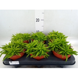 Peperomia ferreyrae 'Happy-Bean'