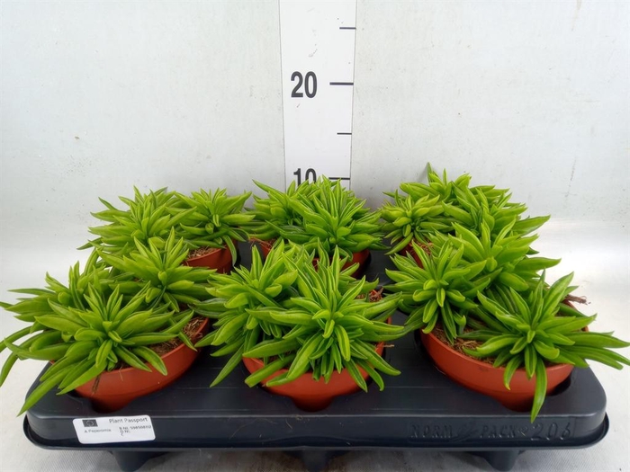 <h4>Peperomia ferreyrae 'Happy-Bean'</h4>