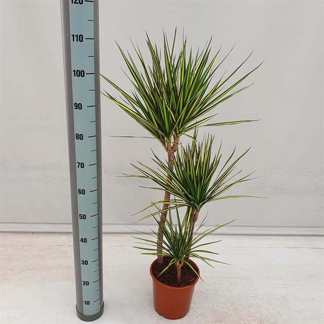 Dracaena marginata Golden Dragon 21Ø 110cm 3pp